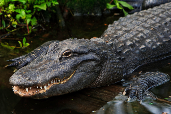 alligator in the water alligator in the water