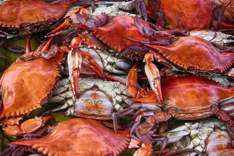 spread of cooked crabs